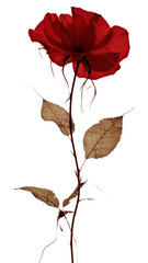 PNG  Real pressed red rose field flower petal plant leaf.