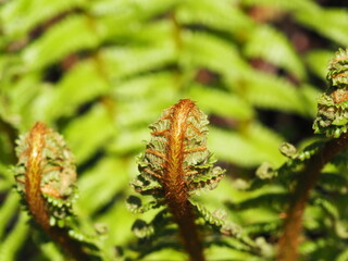 シダ植物の新芽