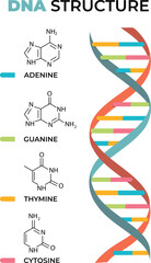 Illustration of DNA structure infographic