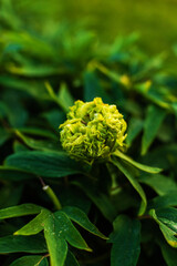 Single unusual green peony bud on  bush close up. Gardening or flower farming.