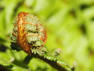 シダ植物の新芽