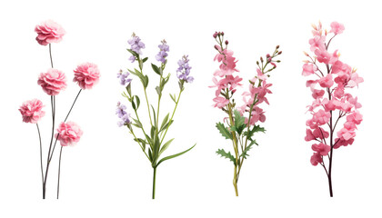 pink flowers twig isolated on transparent background cutout