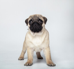 Funny pug puppy in the studio on a white background.
Pug in the studio posing.
Beautiful purebred...