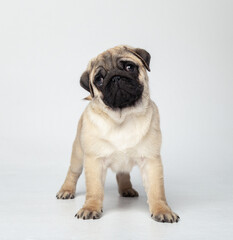 Obraz premium Funny pug puppy in the studio on a white background. Pug in the studio posing. Beautiful purebred puppy. Funny puppy with a black muzzle poses. Photo session of a pug in the studio 