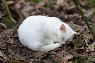 Cute white cat sleeping outside on dried leaves. Cat in deep sleep outdoors.