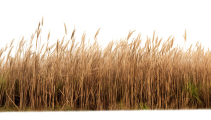 dry grass isolated on transparent background cutout
