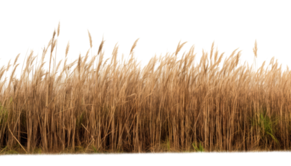 dry grass isolated on transparent background cutout