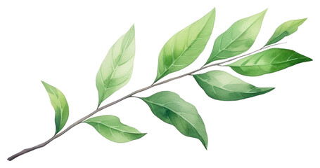 PNG Plant herbs leaf tree