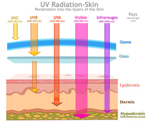 UV radiation in skin layers damage. Ultraviolet 
influenced, UVA, UVB, UV C, visible, infrared rays. Dermis, epidermis, hypodermis. Sun light measurements, nm wavelength, ozone. Vector illustration