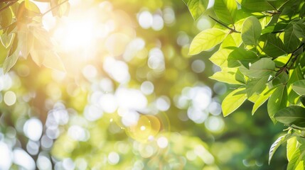 Green leaves bokeh effect in the morning sunlight background.