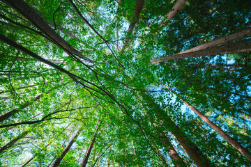 河口浅間神社の山道