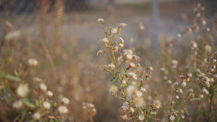 Close-up shot of dry flora in murcia, spain, highlighting the beauty of natural decay within a tranquil outdoor setting.