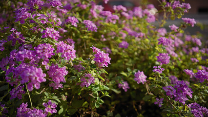Obraz premium Vibrant purple lantana camara blooms bask in sunlight amid lush greenery in murcia, spain.