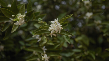 Close-up of white orange blossoms on a lush citrus sinensis tree, highlighting the delicate flowers and glossy green leaves.