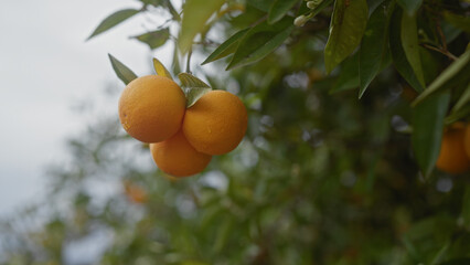 Orange fruit on tree branch against a blurred background, highlighting fresh, organic agriculture.