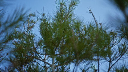 A picturesque outdoor scene featuring lush green pine trees against a clear blue sky, captured during daylight in a peaceful natural setting.