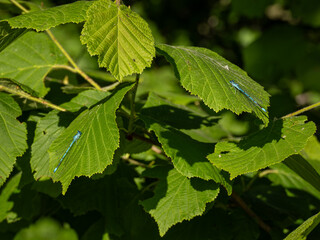 Two blue crochet stitches on a green leaf.