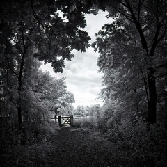 Infrared wood land cornwall uk 