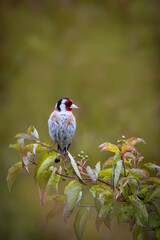 European goldfinch sits atop of green bush towards the camera lens on a cloudy summer evening.