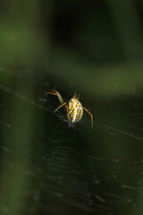mangora acalypha spider macro photo