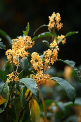 ほんのり甘い香りの花