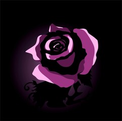 Purple rose on a black background