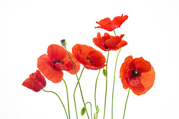 Vibrant Red Poppies isolated on white background. Symbol of remembrance day.