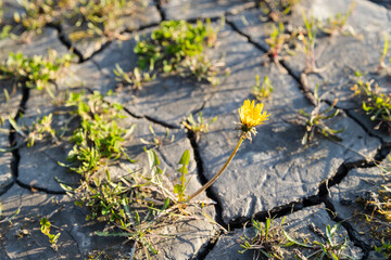 Flower grows on dry soil - Dry ground and small grass trying to survive hot summer season
