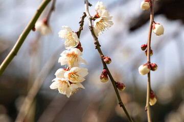 白い梅の花