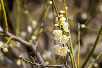 梅林に咲く白い梅の花