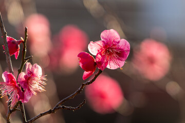 春の訪れを告げる梅の花