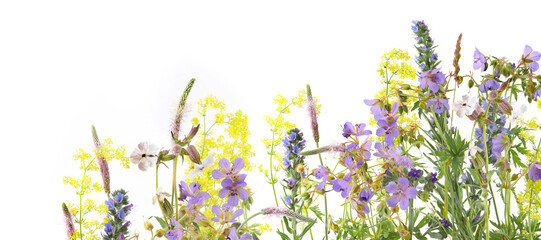 Flowering wild grass and herbs isolated on white background. Meadow flowers wildflowers and plants Plantago media, Geranium pratense, Echium vulgare, Galium verum.