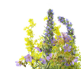 Flowering wild grass and herbs isolated on white background. Meadow flowers wildflowers and plants Geranium pratense, Echium vulgare, Galium verum.