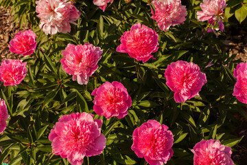 Fototapeta premium Many fragile magenta pink peonies in full bloom on bush on a sunny day in the garden or park. Horticulture or farm field of herbaceous peonies. Top view