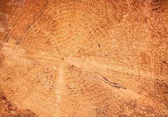 sawn tree, background sawn tree trunks