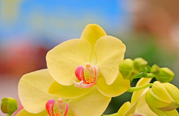 A close-up photo of the blooming butterfly orchid