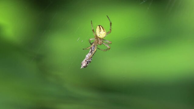 A yellow spider with spiny legs was coiling around its prey