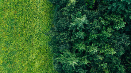Fototapeta premium Border green glade and coniferous forest top view, panoramic, from bird's eye view