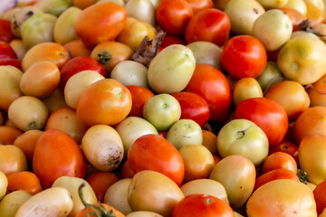 Close-up view of Asian tomatoes in a farm field