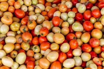 Close-up view of Asian tomatoes in a farm field