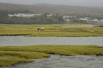 karge Landschaft in Irland