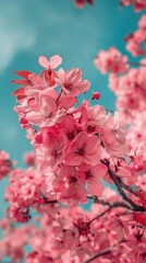 Cherry Blossom Backgrounds for Serene Messages. Floral background.