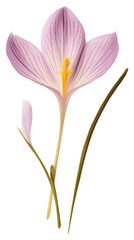 Obraz premium PNG Real Pressed a crocus flower petal plant.