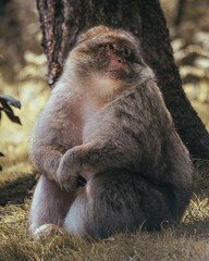 Macaque Monkeys at Play