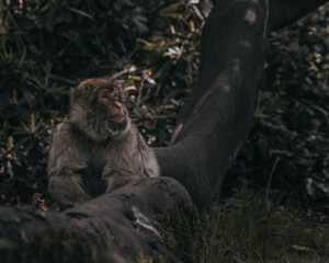 Macaque Monkeys at Play