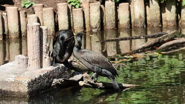 河鵜の求愛（この枝で一緒に巣を作らない？巣って何？美味しいの？）