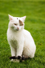 white cat sits on a green lawn. Spring, sunny weather. vertical frame
