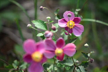 野山にひっそりと咲く