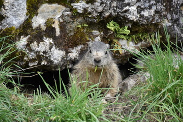 Marmottes