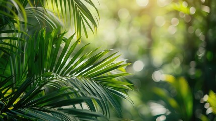 Close-up of tropical palm leaves with a blurred background of a rainforest